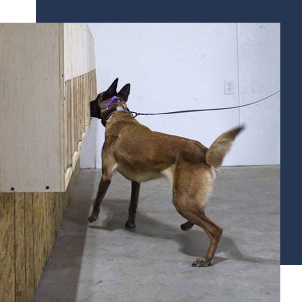 Odor Detection Dog Training