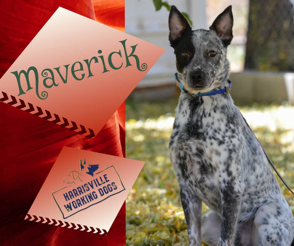 Dogs for Sale Harrisville Working Dogs Ogden Utah