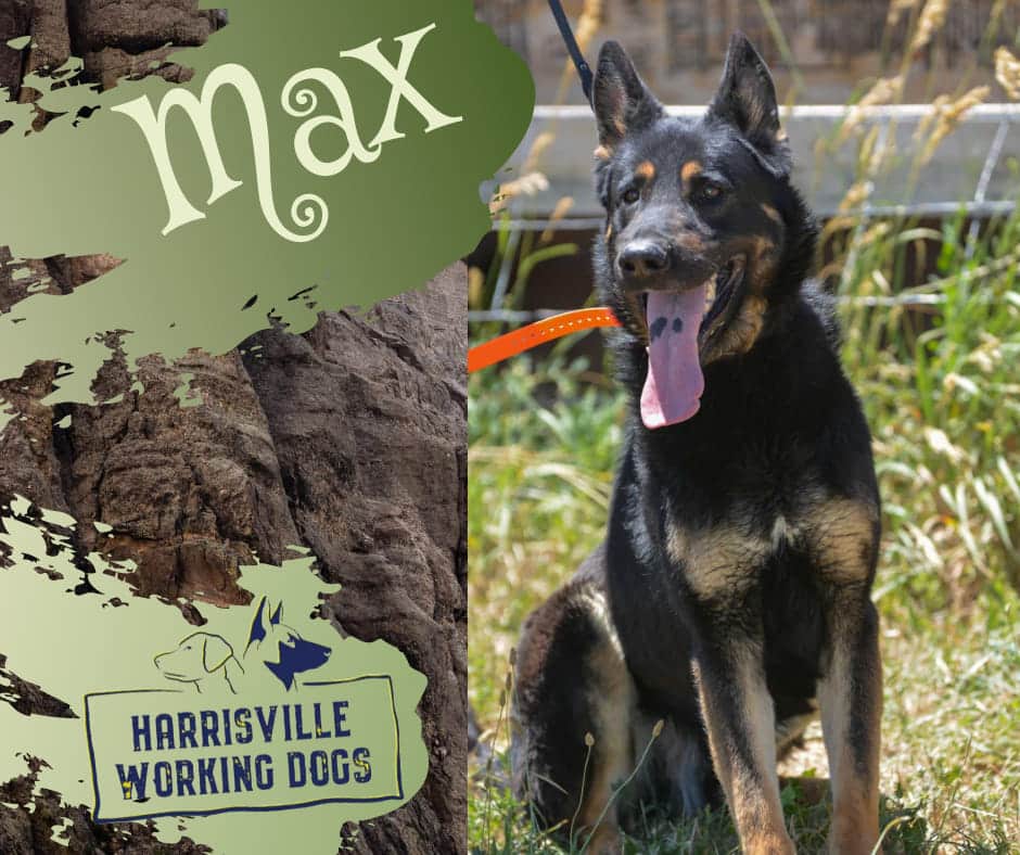 Dogs for Sale Harrisville Working Dogs Ogden Utah