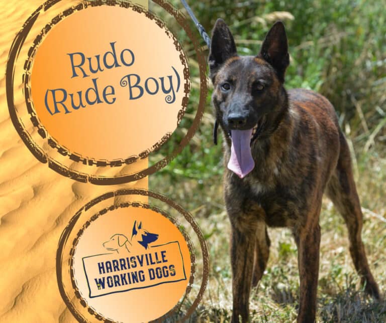 Dogs for Sale Harrisville Working Dogs Ogden Utah