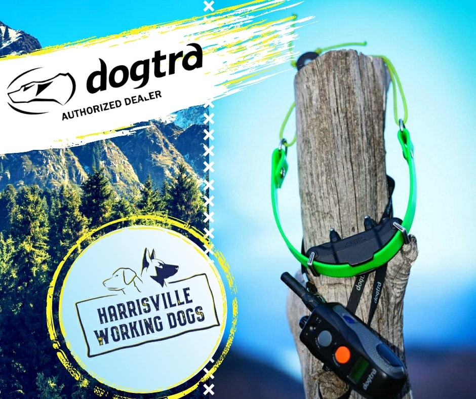 Dogtra E-collars for sale
