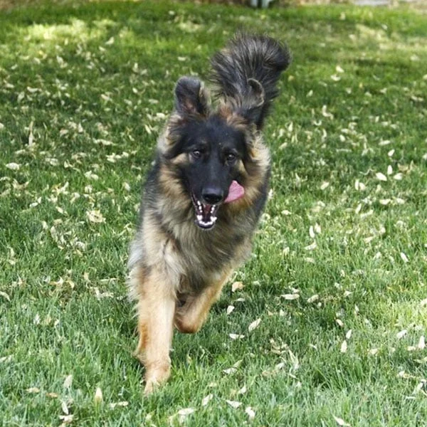 Dog Boarding