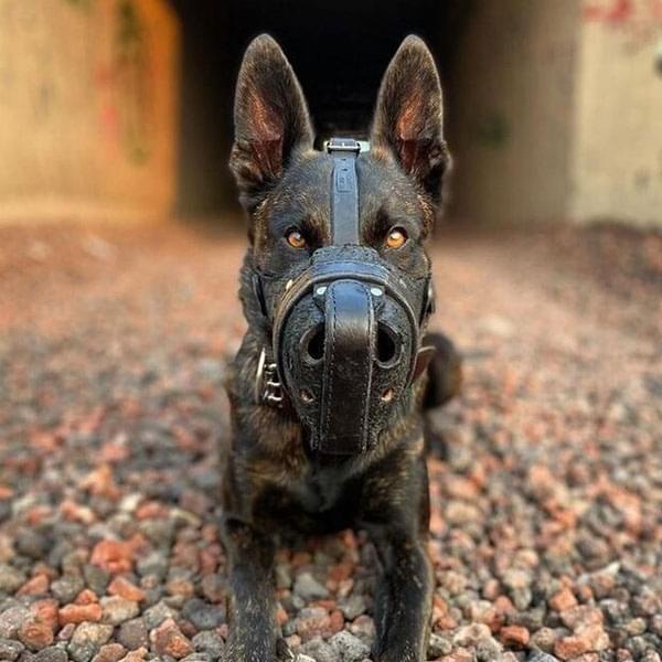 Dog Boarding Rehabilitation