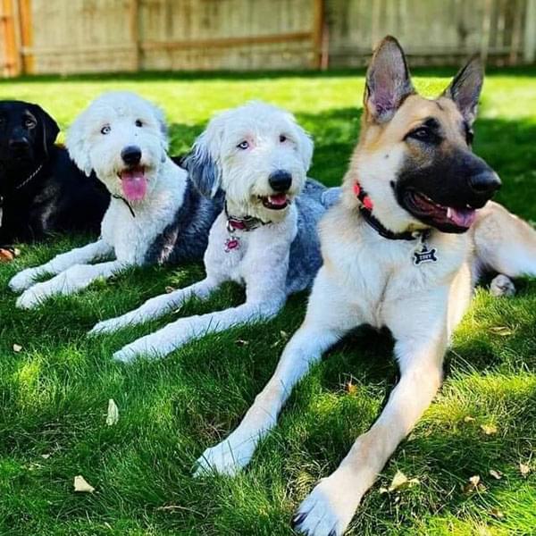 Drop-in Dog Socialization Classes