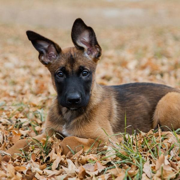 Private Obedience Classes