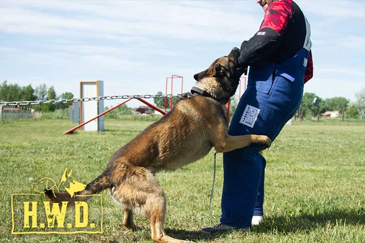 Trained Working Dogs for Sale