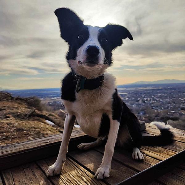 Puppy Board and Training Ogden Utah